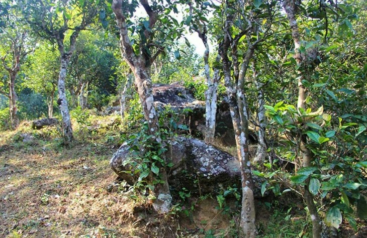 2021年勐宋那卡古樹秋茶特點(diǎn)？