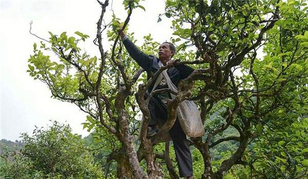 2021年滑竹梁子古樹(shù)秋茶多少錢