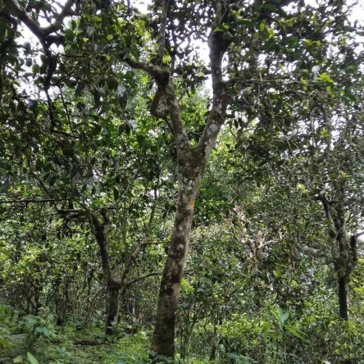 2021年巴達山章朗古樹秋茶口感？