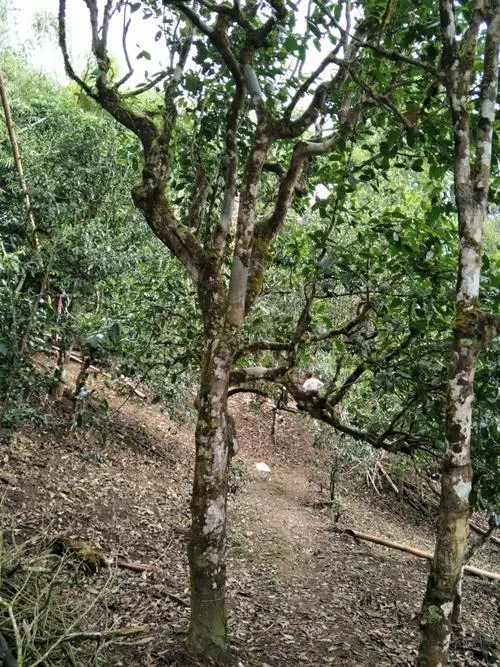 2021年巴達山章朗古樹秋茶價格？