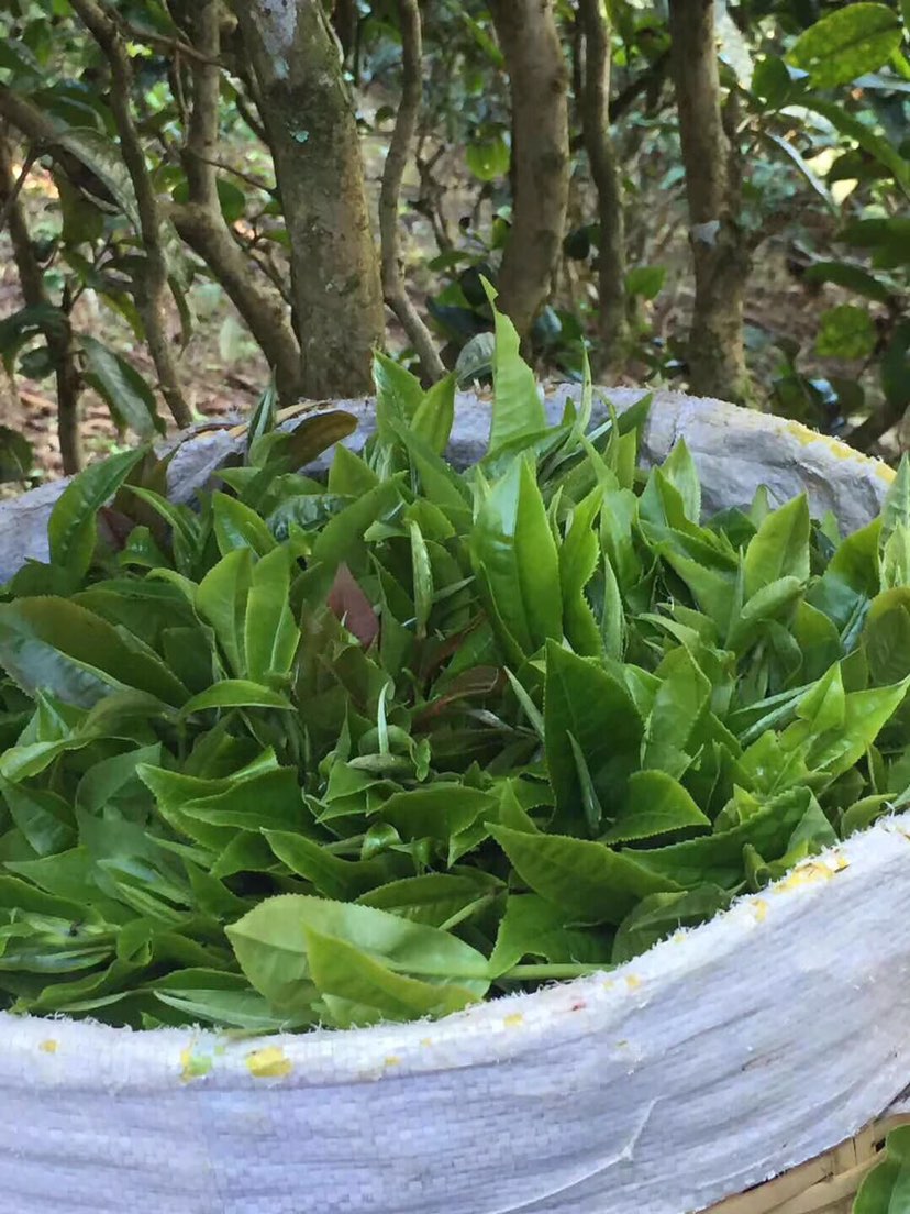 2021年巴達(dá)山章朗古樹秋茶多少錢一公斤？