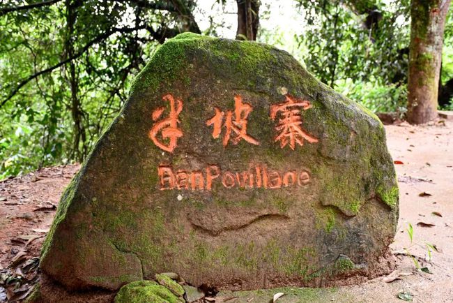 2021年南糯山半坡老寨古樹秋茶口感？