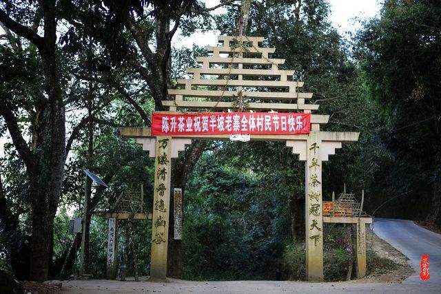 2021年南糯山半坡老寨古樹秋茶價格？