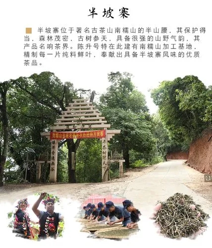 2021年南糯山半坡老寨古樹秋茶品鑒！