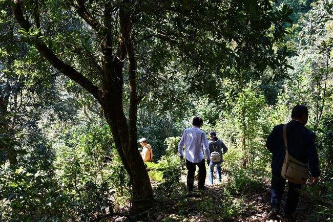 2021年南糯山拔瑪老寨古樹秋茶特點(diǎn)是什么？