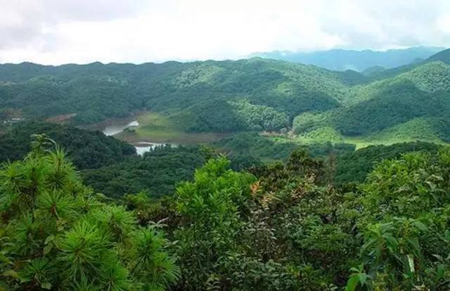 2022年又一個(gè)鮮為人知的皇家貢茶-須立貢茶古茶山