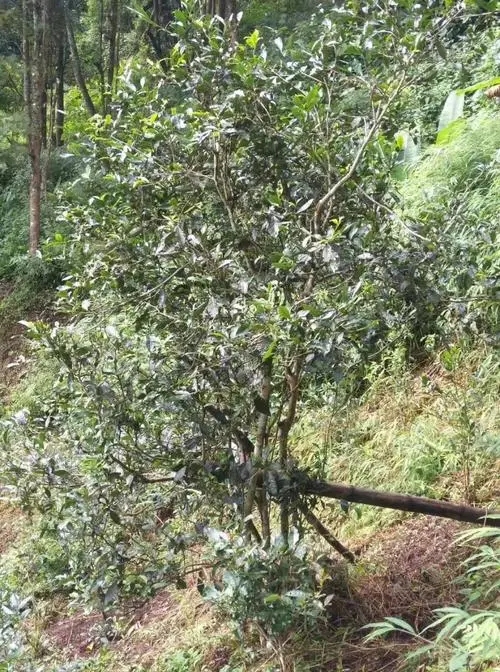 2022年須立貢茶古茶山詳解！