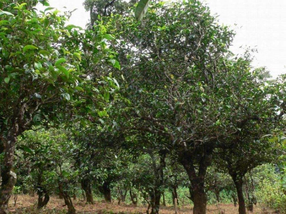 2022年須立貢茶為何備受皇室青睞!揭秘！