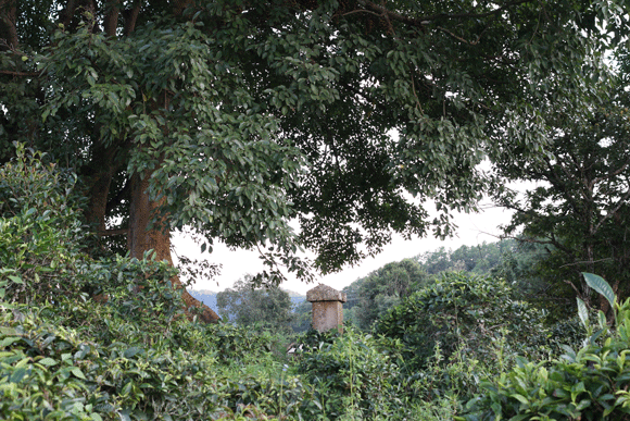 2022年迷帝古樹春茶口感是什么？