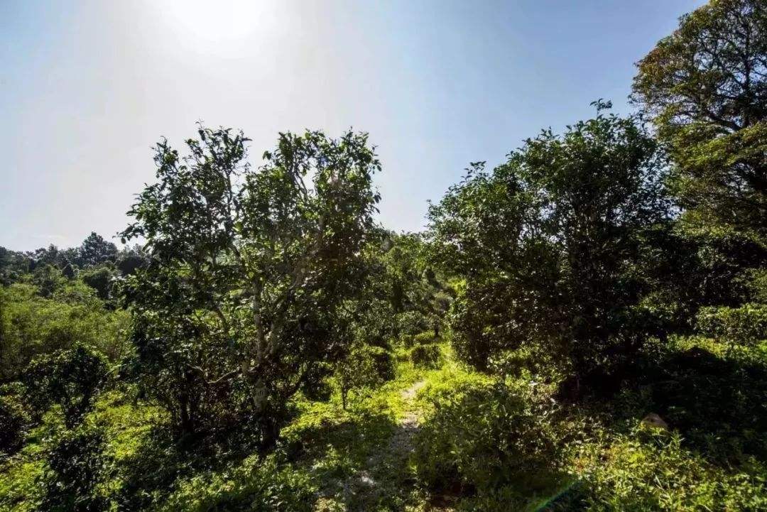 2022年迷帝古樹春茶多少錢一公斤？