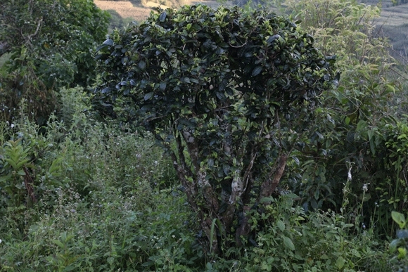 2022年迷帝古樹春茶，這里的茶 皇帝都著迷