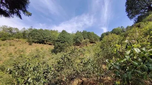 2022年墨江鳳凰窩古樹春茶口感是什么？