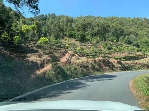 2022年墨江鳳凰窩古樹春茶價(jià)格？