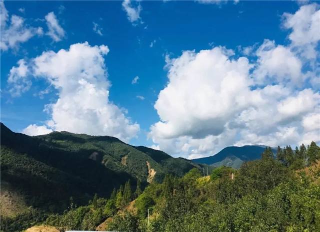 2022年景谷黃草壩古樹春茶多少錢一公斤？