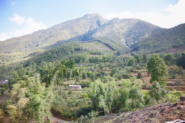 2022年景谷黃草壩古樹春茶價格？