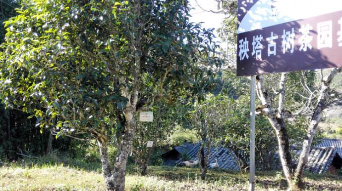 2022年景谷秧塔古樹(shù)春茶詳情介紹！