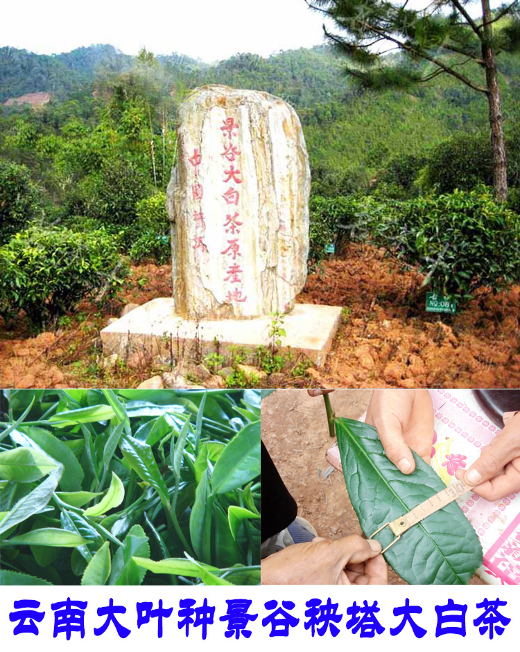 2022年景谷秧塔古樹春茶口感是什么？