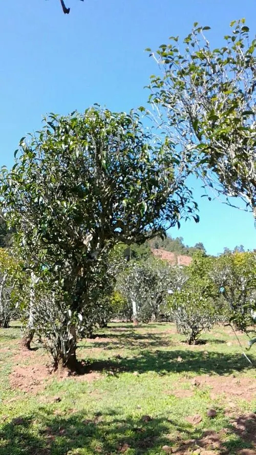 2022年景谷秧塔古樹春茶價(jià)格是多少？