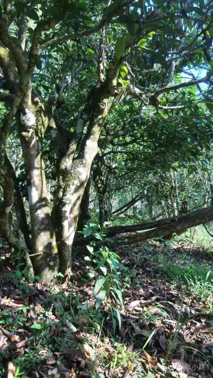 2022年景谷苦竹山古樹春茶價格多少？