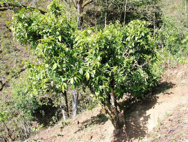 2022年景東御筆古茶山古樹春茶特點(diǎn)？