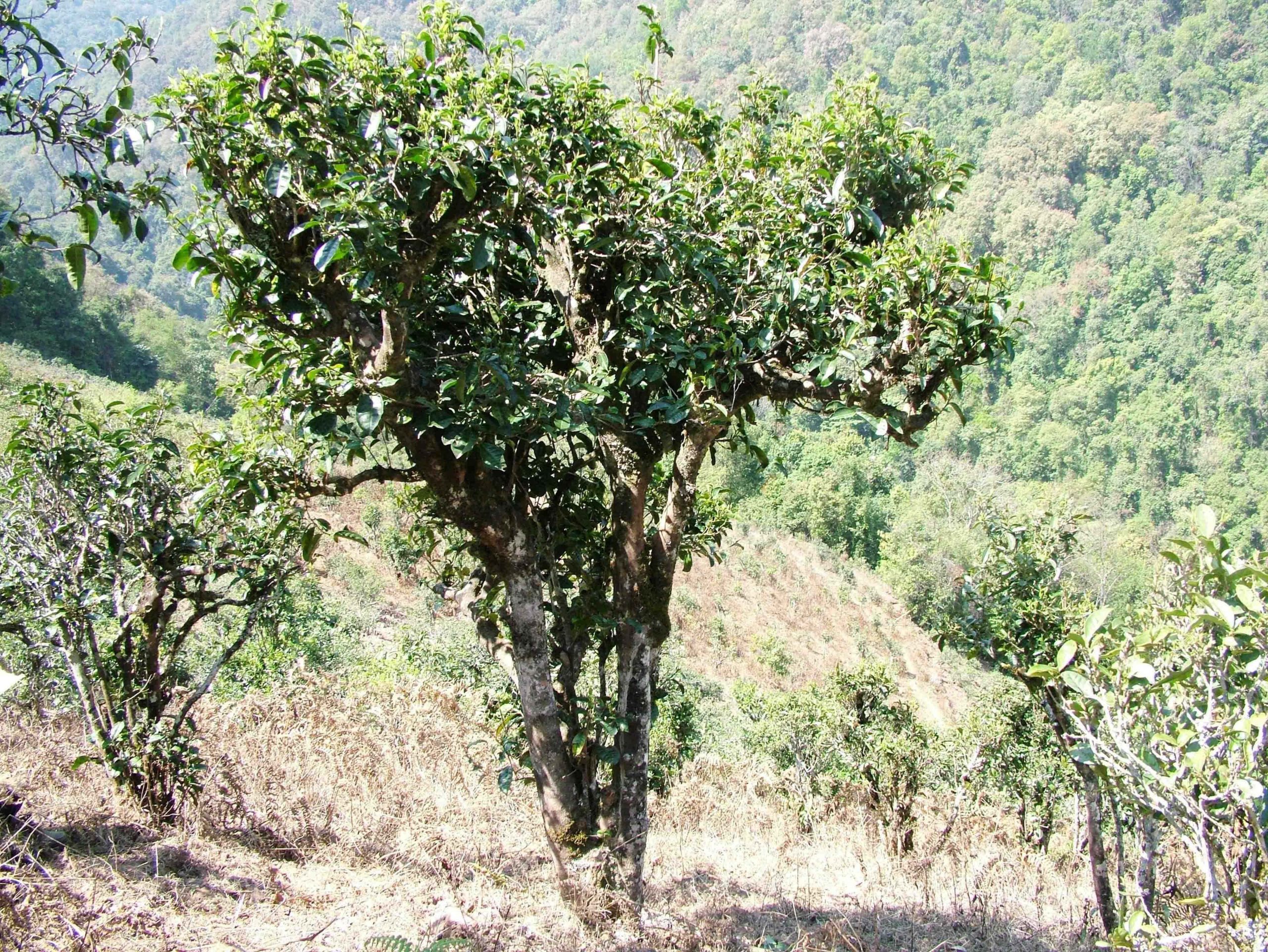 2022年景東御筆古樹(shù)春茶口感是什么?