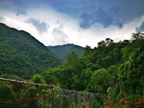 2022年景東御筆古樹(shù)春茶價(jià)格多少？