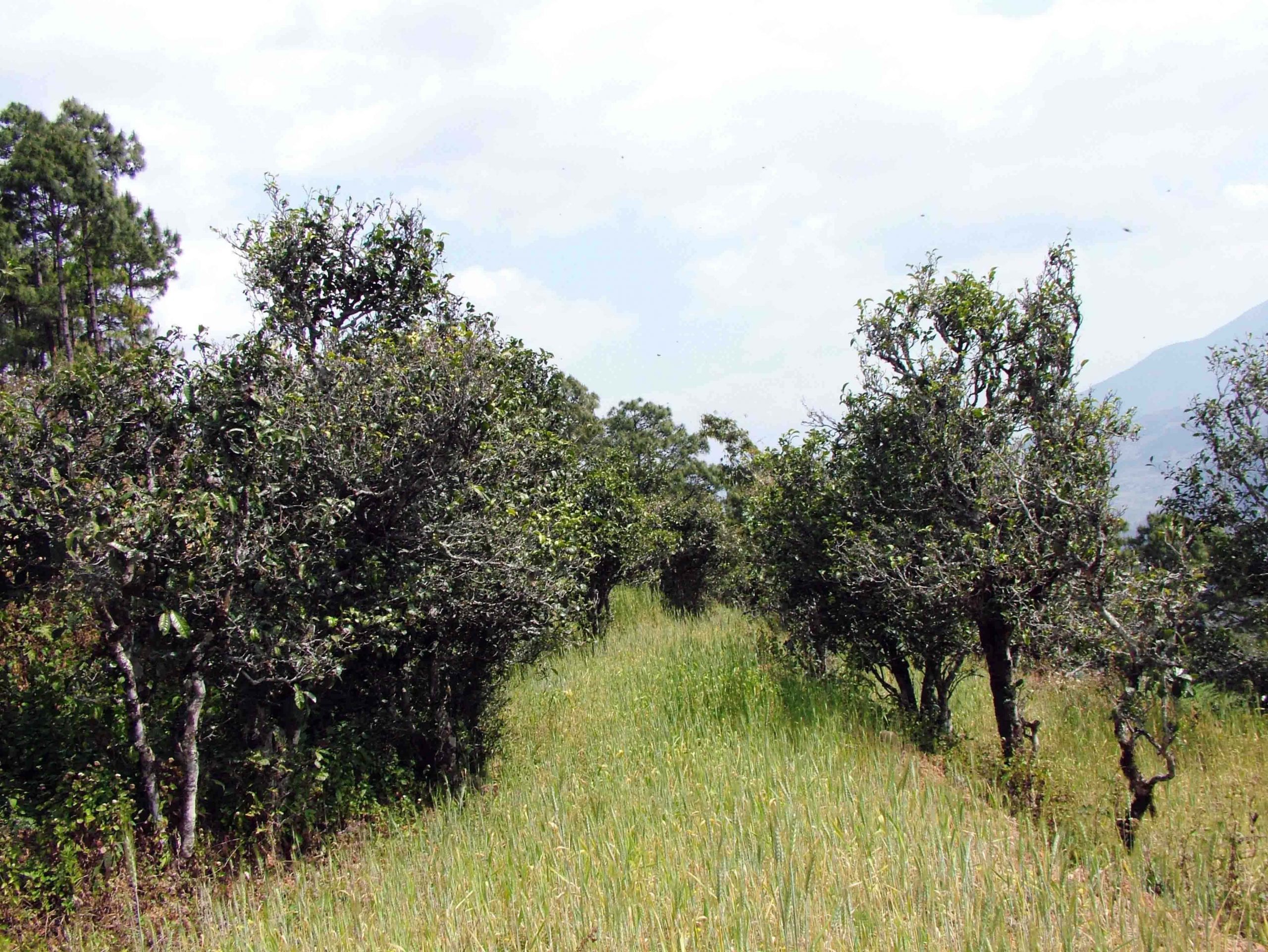 2022年景東老倉福德古樹春茶口感特點？