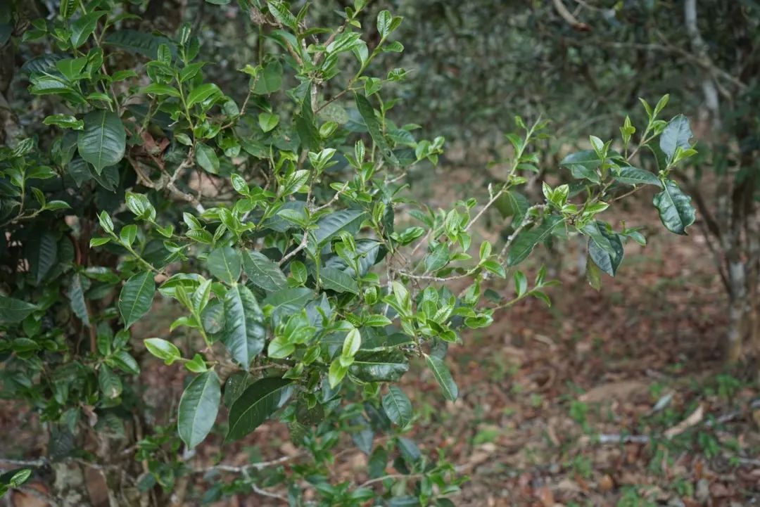 2022年景東哀牢山古樹春茶價(jià)格多少？