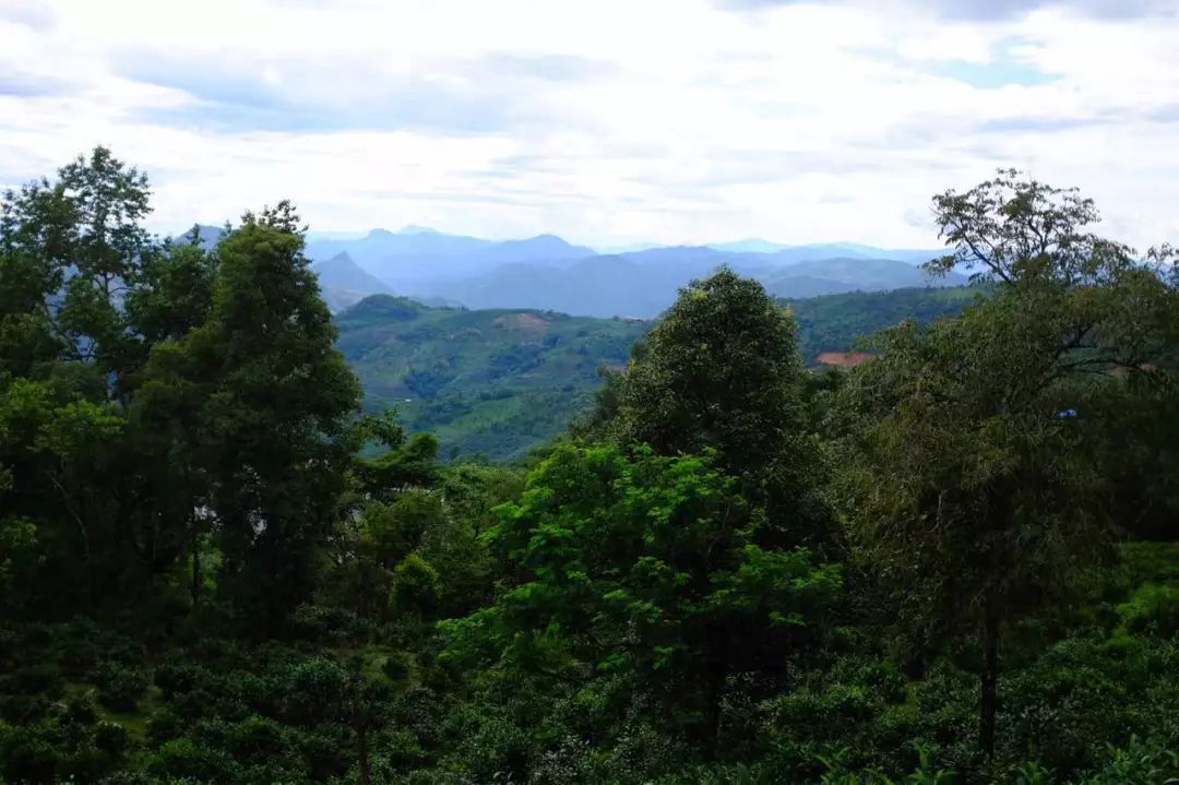 2022年景東祭茶祖 迎春茶，古樹春茶多少錢一公斤？