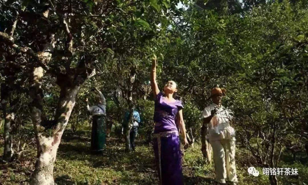 2022年鎮(zhèn)沅爺號(hào)大爺馬鄧古樹(shù)春茶特點(diǎn)？