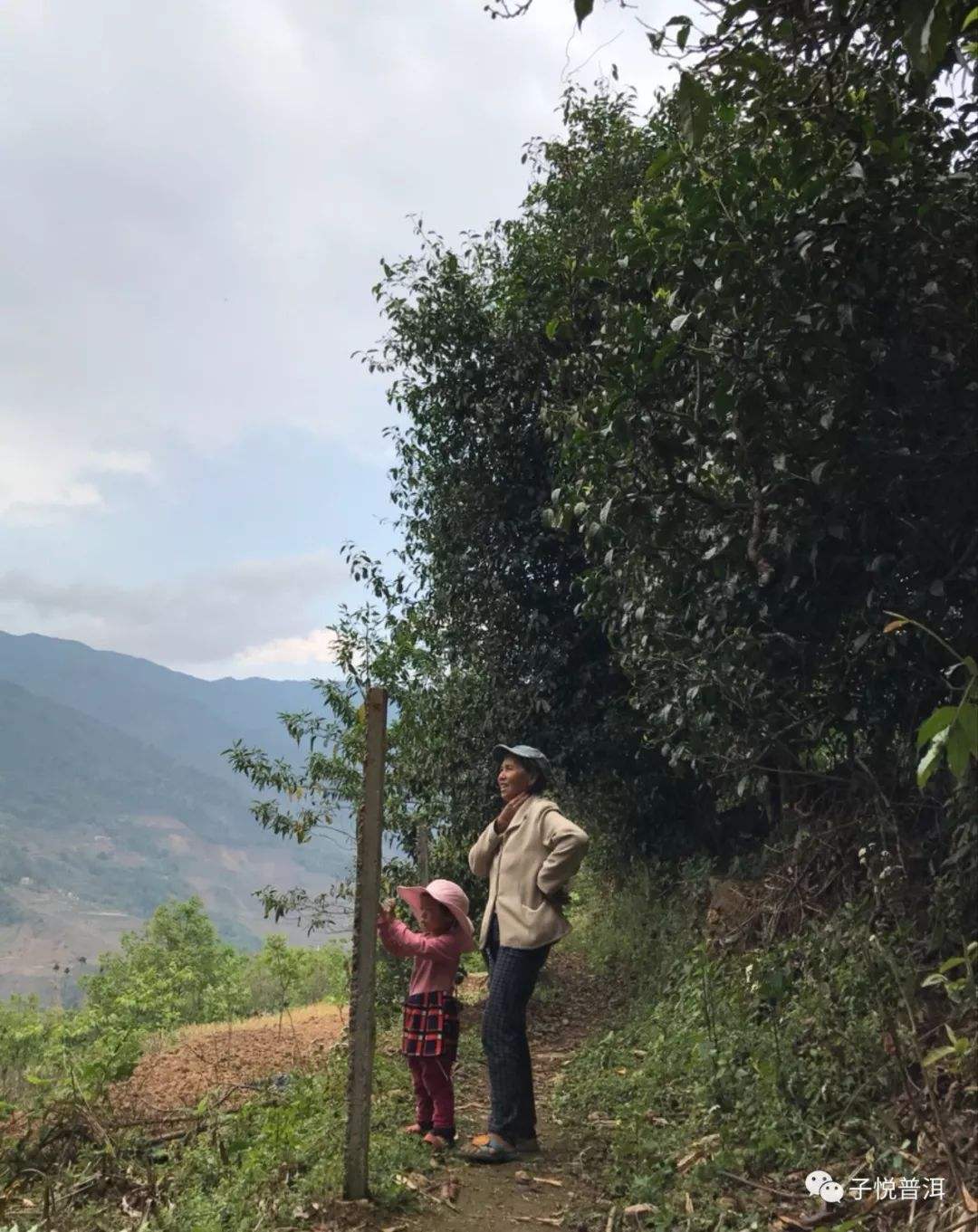 2022年鎮(zhèn)沅馬鄧古樹春茶多少錢一公斤？