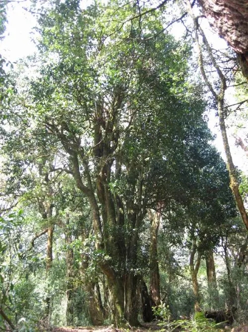 2022年鎮(zhèn)沅馬鄧古樹春茶價(jià)格是多少？