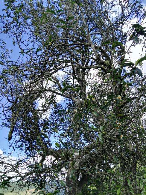 2022年鎮(zhèn)沅老海塘古樹春茶特點(diǎn)？