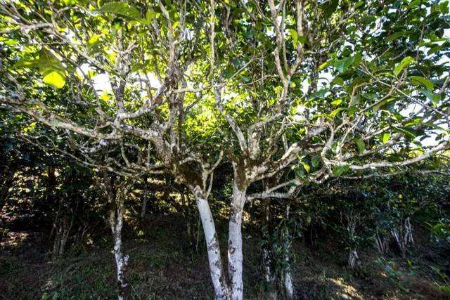 2022年鎮(zhèn)沅老海塘古樹春茶價(jià)格？