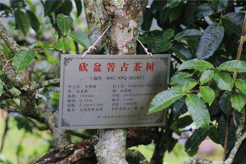 2022年鎮(zhèn)沅砍盆箐古樹(shù)春茶價(jià)格？