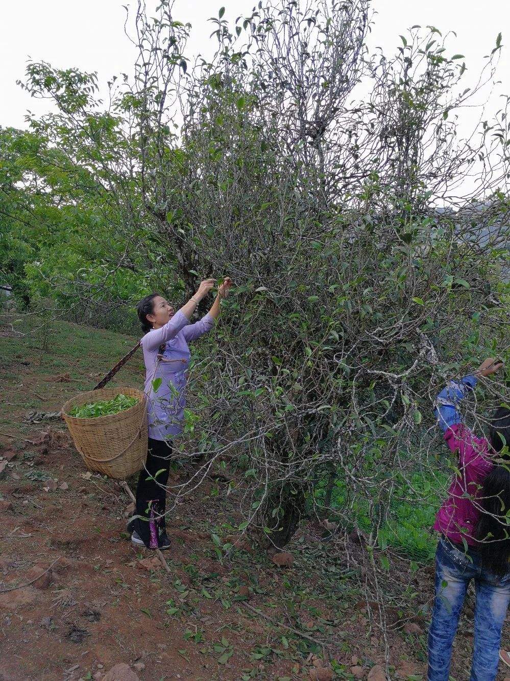 2022年鎮(zhèn)沅打筍山古樹春茶口感？