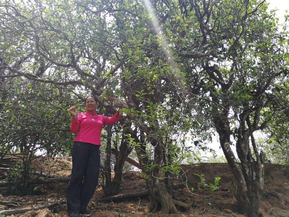 2022年鎮(zhèn)沅打筍山古樹春茶特點？