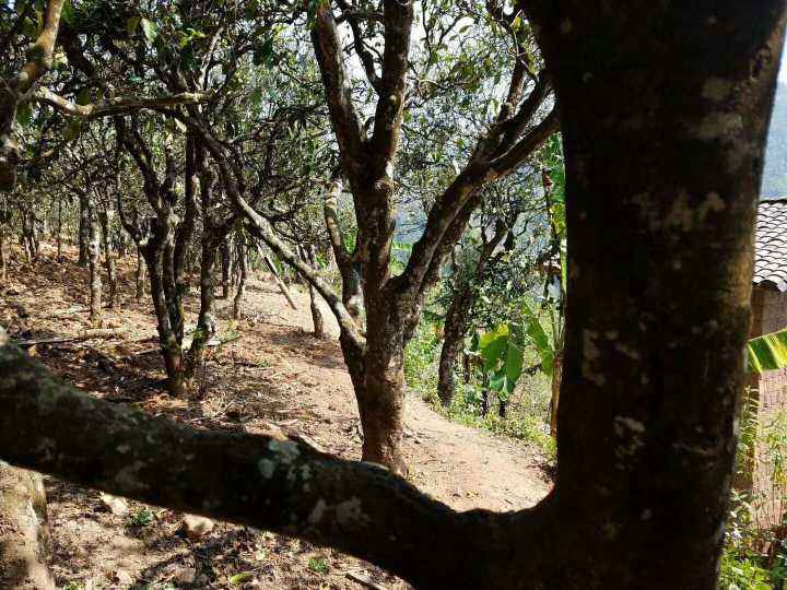 2022年鎮(zhèn)沅打筍山古樹春茶多少錢一公斤？