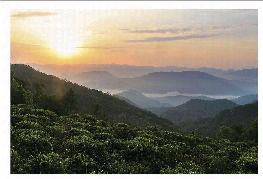 2022年鎮(zhèn)沅老烏山古樹春茶口感？