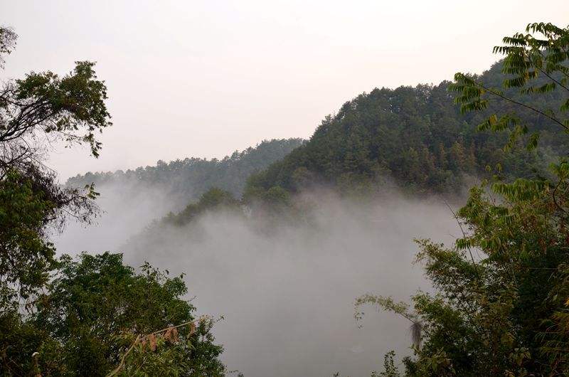 2022年鎮(zhèn)沅老烏山古樹(shù)春茶多少錢一公斤？