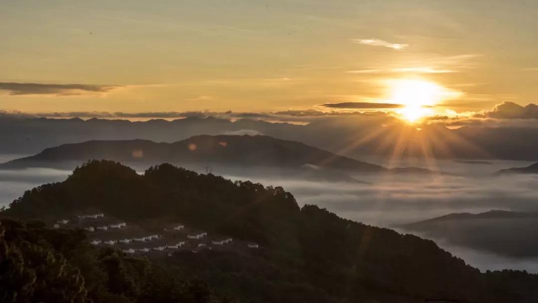 2022年別樣的味道，鎮(zhèn)沅老烏山古樹(shù)春茶