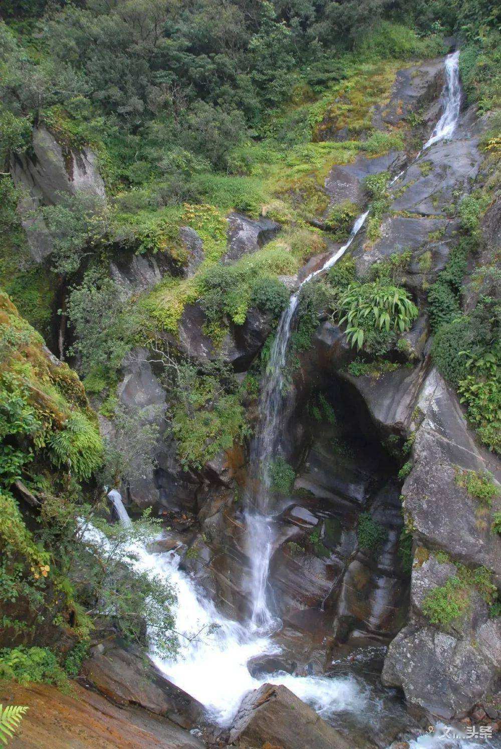 2022年鎮(zhèn)沅千家寨古樹(shù)春茶特點(diǎn)？