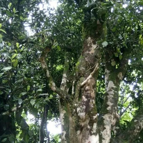 2022年鎮(zhèn)沅千家寨古樹春茶口感？