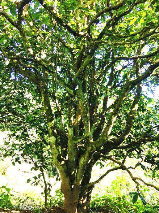 2022年這個(gè)春天，回到家鄉(xiāng)擺尾箐，與家人一起用心制茶！