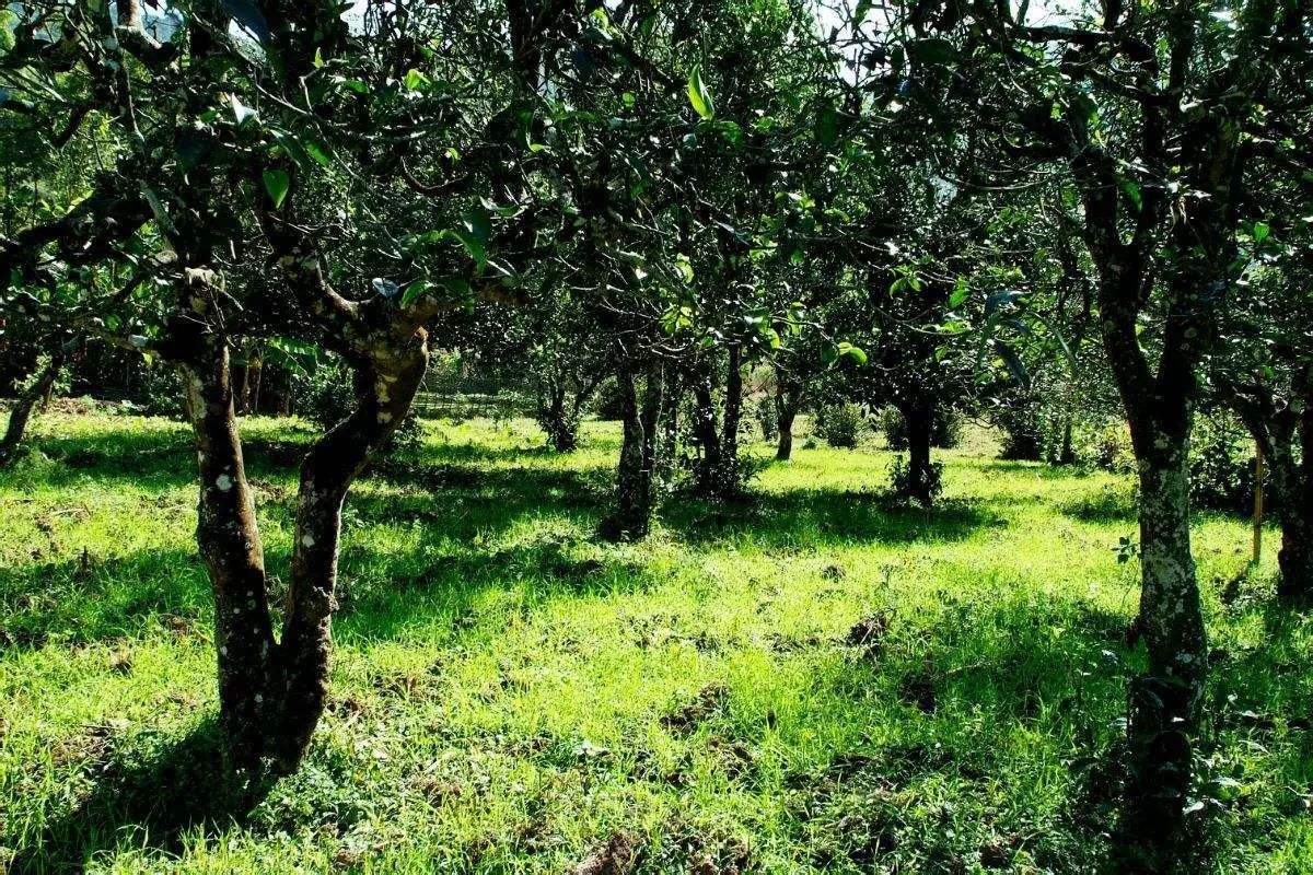 2022年困鹿山古樹(shù)春茶價(jià)格？