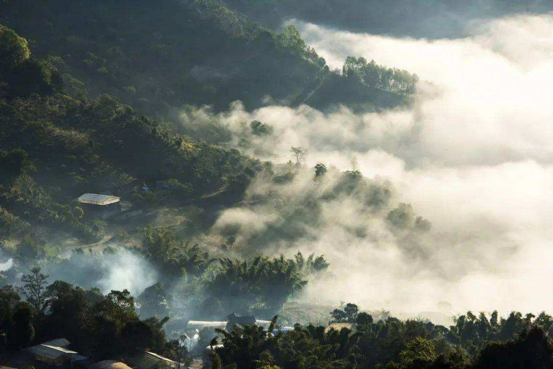 2022景邁山古樹春茶價格？