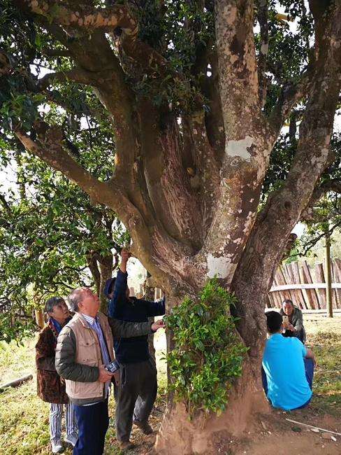 2022年邦崴古樹春茶價格?