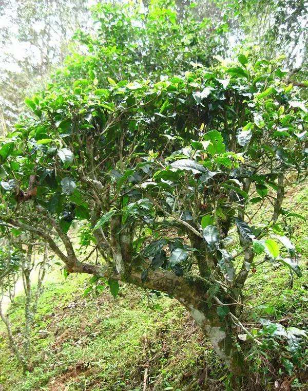 2022年落水洞古樹春茶——盞盛琥珀光，柔甜入人心