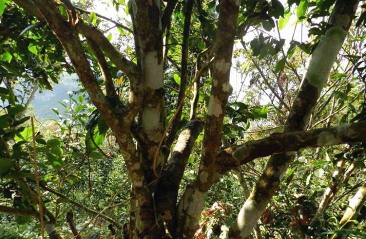 2022年大漆樹古樹春茶特點(diǎn)？