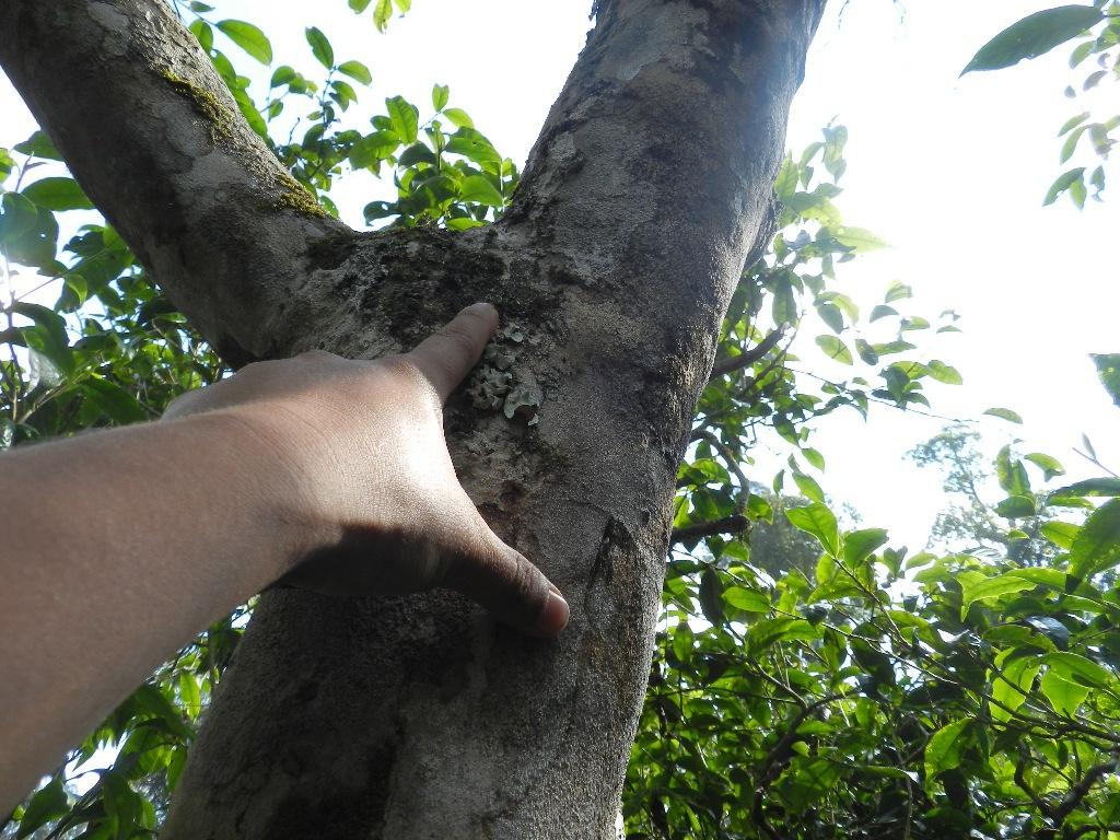 2022年大漆樹古樹春茶口感？